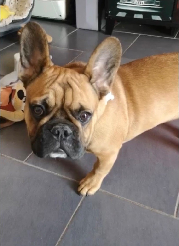 Chiot née chez nous &#129392;&#129392;&#129392;