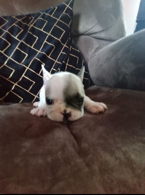 CHIOT