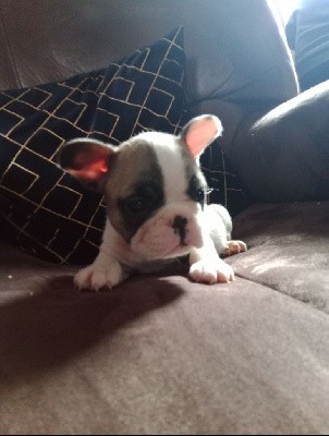 CHIOT
